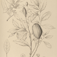62. AYDENDRON floribundum.