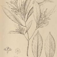 63. AYDENDRON laevigatum.