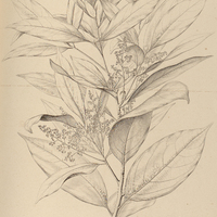 64. AYDENDRON Brasiliense.