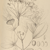 65. AYDENDRON desertorum.