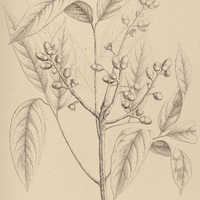 66. AYDENDRON Cujumari.