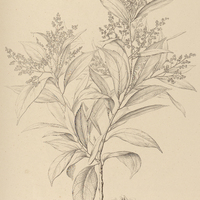 67. MESPILODAPHNE Pohlii.