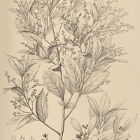 68. MESPILODAPHNE pulchella.