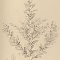 69. MESPILODAPHNE tristis.