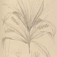 71. MESPILODAPHNE Sassafras.