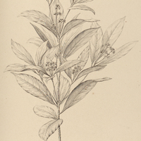 72. MESPILODAPHNE indecora.