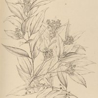 73. MESPILODAPHNE fasciculata.