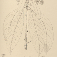 74. MESPILODAPHNE pretiosa.