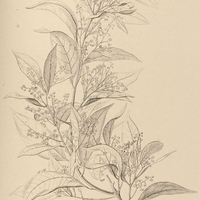 75. MESPILODAPHNE laxiflora.