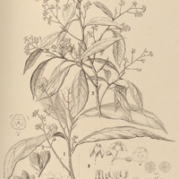 76. OREODAPHNE I Blanchetii, II pomaderroides.