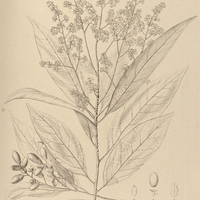 77. OREODAPHNE spectabilis.