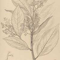78. OREODAPHNE acutangula.
