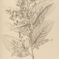 79. OREODAPHNE velutina.