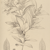 80. OREODAPHNE Schottii.