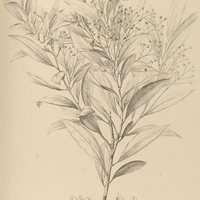 82. OREODAPHNE amoena.