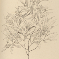 83. OREODAPHNE porosa.