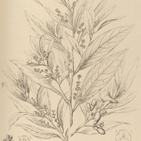 84. GYMNOBALANUS Minas Gerais.