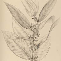 85. GYMNOBALANUS perseoides.