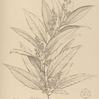 86. STRYCHNODAPHNE puberula.