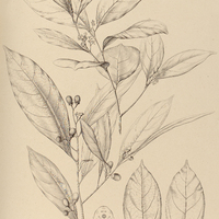 87. CAMPHOROMOEA subtriplinervia.