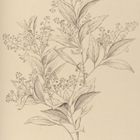 88. CAMPHOROMOEA laxa.