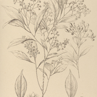 89. CAMPHOROMOEA laxa. ?