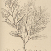 90. NECTANDRA lanceolata.