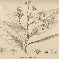 91. NECTANDRA mollis, ? villosa.