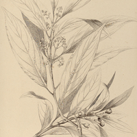 92. NECTANDRA Amazonum.