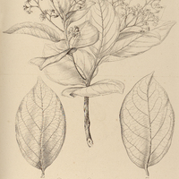 93. NECTANDRA Gardneri, ? scrobiculata.