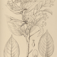94. NECTANDRA Gardneri, ? laevigata.