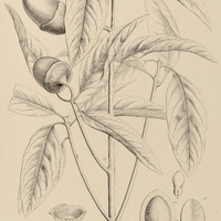 95. NECTANDRA Puchury major.