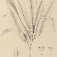 96. NECTANDRA cymbarum.