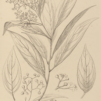 97. NECTANDRA cuspidata.