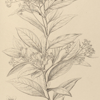 98. NECTANDRA nitidula.
