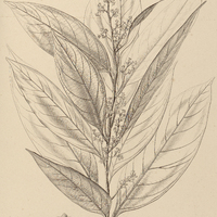 99. NECTANDRA Japurensis.
