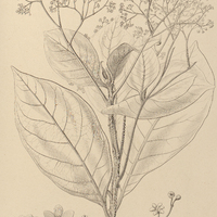 100. NECTANDRA myriantha.