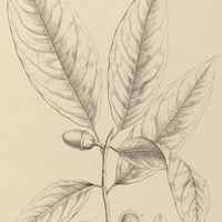 101. NECTANDRA Puchury minor.