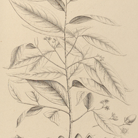 102. DICYPELLIUM caryophyllatum.