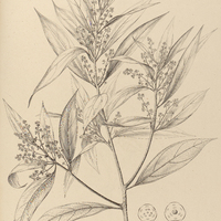 103. GOEPPERTIA hirsuta.