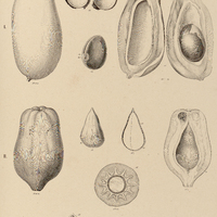 105. I. PERSEA gratissima. II. AYDENDRON floribundum. III. NECTANDRA Antillana.