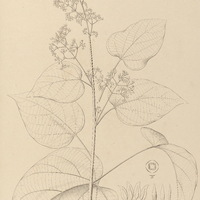 106. SPARATTANTHELIUM cordatum.