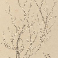 107. CASSYTHA Americana.