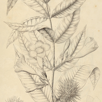 1. ALLAMANDA I. Martii, II. cathartica, III. angustifolia var. ?.