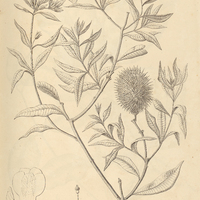 2. ALLAMANDA I. puberula var. ? II. angustifolia
