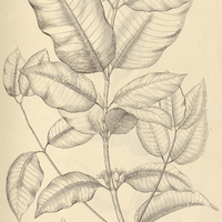 3. AMBELANIA tenuiflora.