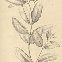 4. AMBELANIA laxa.