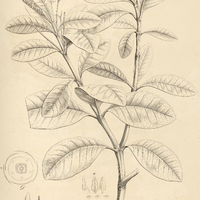 5. COUMA utilis.