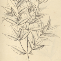 6. ZSCHOKKEA I. gracilis, II. monosperma, III. arborescens.