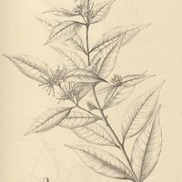 7. ZSCHOKKEA ramosissima.